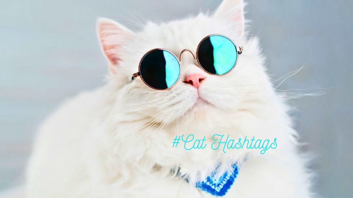 Cat Hashtags